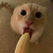 🍌 banana cat 🍌 [⇄]