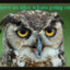Owl_the_wise_hero