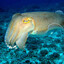 awesome_cuttlefish1738