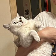 双层吉士堡不要酸黄瓜