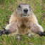 MarmoTaTha