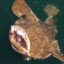 The Monk FIsh