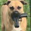 DogWithTheGun