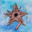 Zuck&#039;s Chocolate Starfish