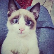 可以不赌，但没必要