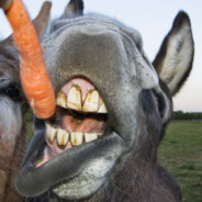 Lucky Donkey