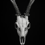 Roebuck