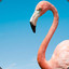 The [FLAMINGO]