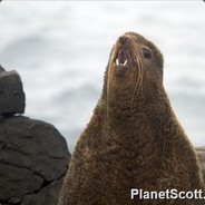 BT