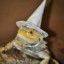 Lizard Wizard