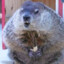 GreedyGroundhog347