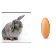 jajko z s1implem  skins.army