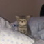 tw.tv/Peedro_mello  CSGOSKINS