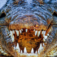 TRIPLE A - steam id 76561199105525668