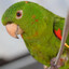 Dorfao
