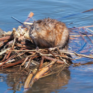 Muskrat