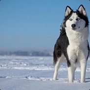 Я просто BOSS