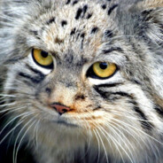 manu1yа. #27 - steam id 76561199443089239