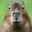 CAPYBARRIS's avatar