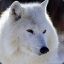 White_Wolf99999