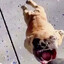 EchyPupka