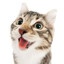 mr. meow