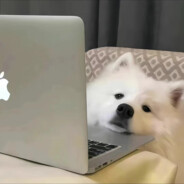 爱玩使的米哈游