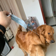 、給我吃小龍蝦