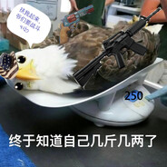 嘤鹰菜鸟