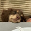 Pupi_