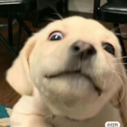 会连丢但只想洗碗（求