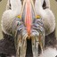 Puffin the Great