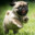 Prosto mops(pug)