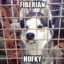 Fiberian hufky