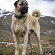 KANGAL Steam avatar