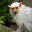 Marmoset