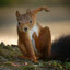 nuts