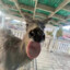 Coль