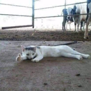 LeMoon (愛貓壬氏)