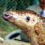 Pangolin