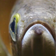 Troutstomper