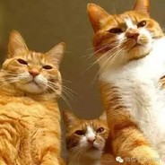 重案组之虎曹达华