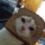 BreadCat