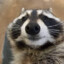 Raccoon