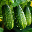 HydratedCucumber