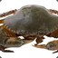 Crab