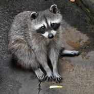 重生之邪恶老奶