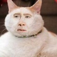 Putin`s Cat