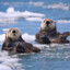 Navy Sea Otter