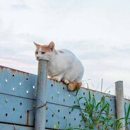 Gato comiendose un tubo